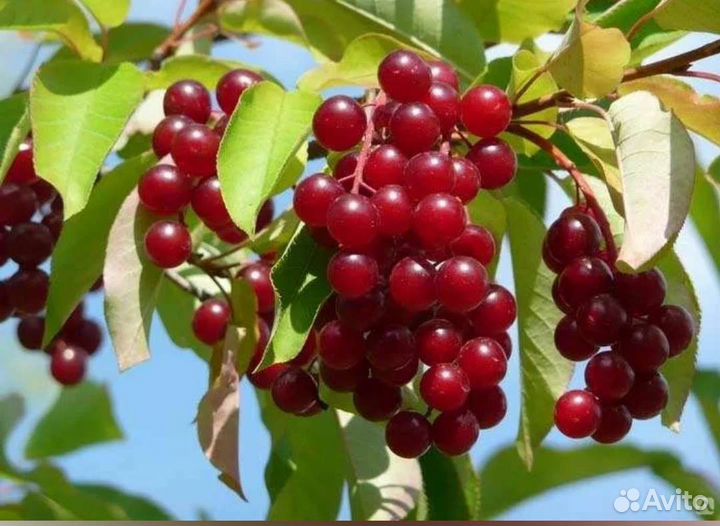 Падоцерус, саженцы (Красная черемуха)