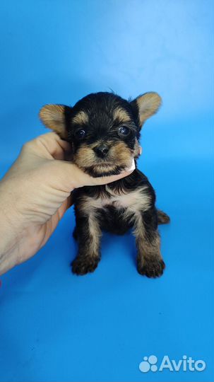 Малыш йорик