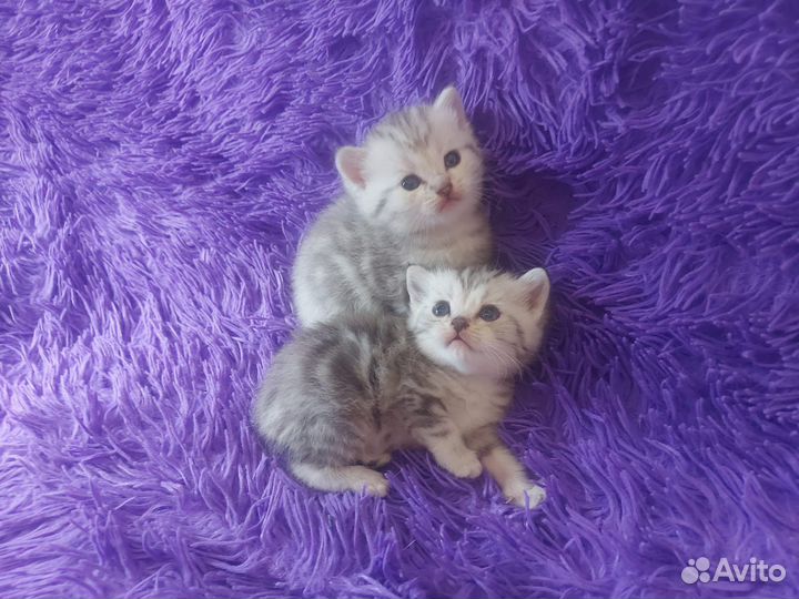 Британские котята