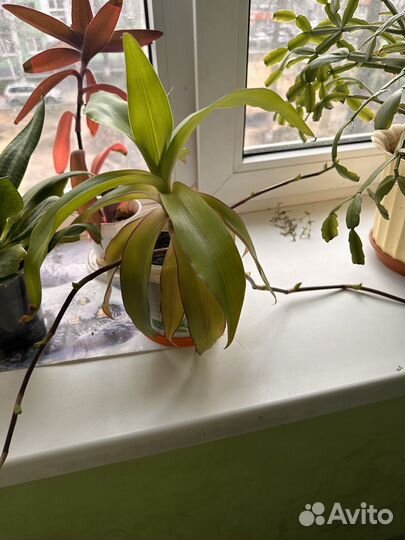 Цветок золотой ус