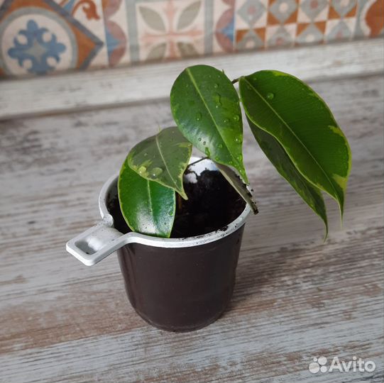 Фикус бенджамина