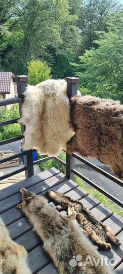 Шкура волка