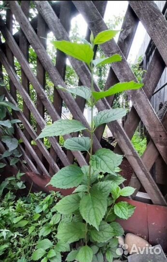 Жасмин садовый (чубушник)