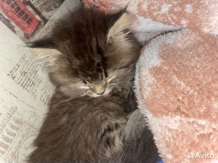 Шотландский котенок