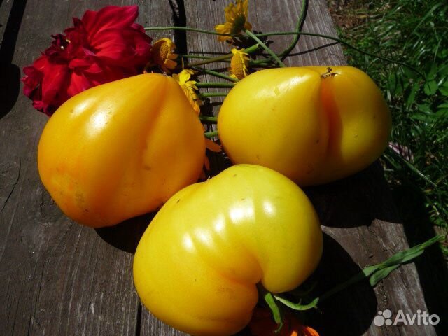 Семена томатов