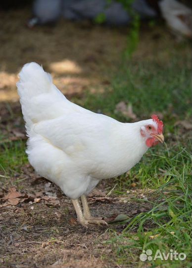 Цыплята суточные Леггорн белый