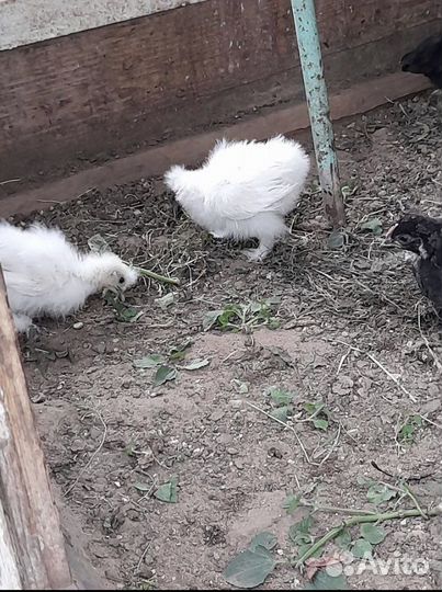 Инкубационное яйцо