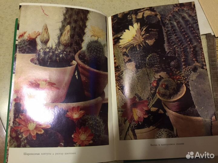 Книга «Кактусы»