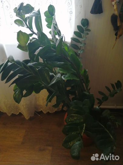 Замиокулькас крупный с горшком