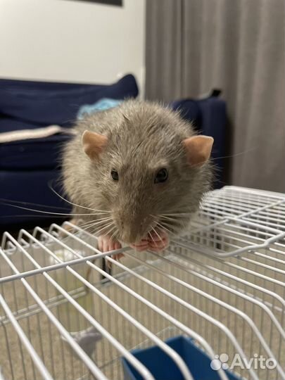 Крыса мальчик,продам с клеткой