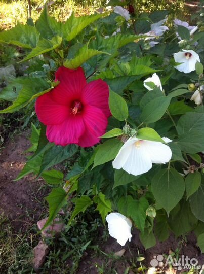 Семена гибискуса травинистого смесь цветов, 2р