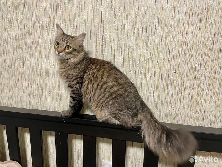 Котенок в добрые руки