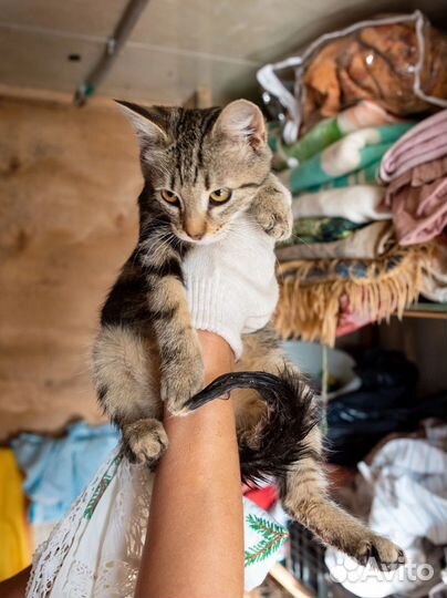 Интересные котята)