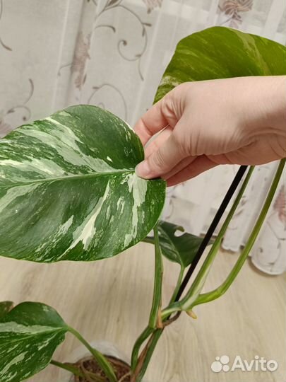 Монстера вариегатная