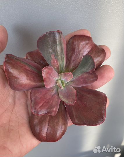 Эхеверии редкие