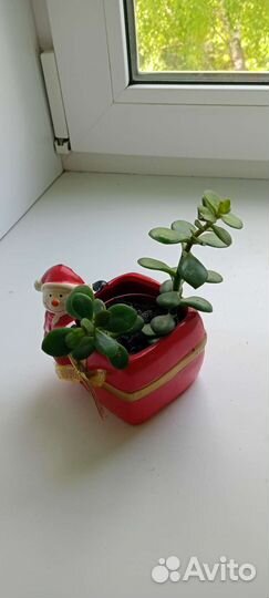 Комнатный цветок, толстянка