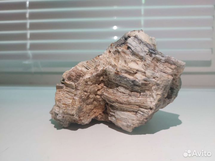 Окаменелая губка Хететес