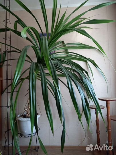 Пальма цветы панданус