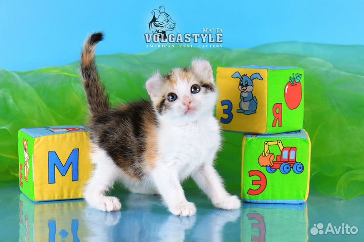 Американский кёрл Мальта, с родословной