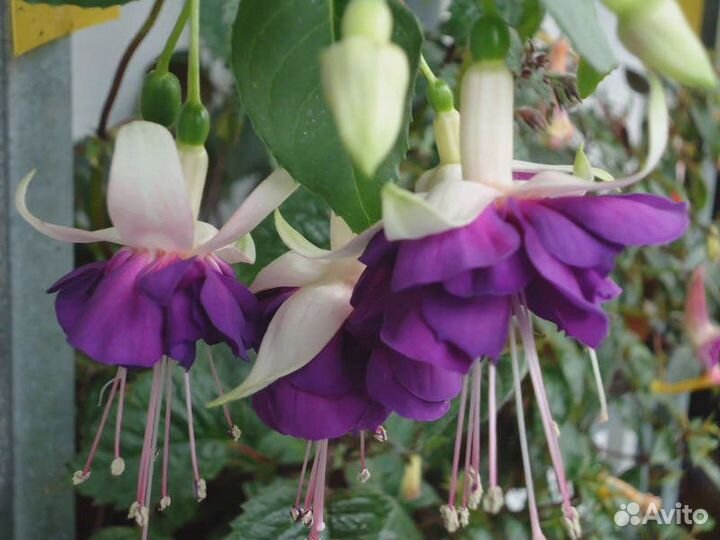 Сортовые Фуксии