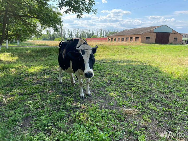 Продаются коровы и телочка