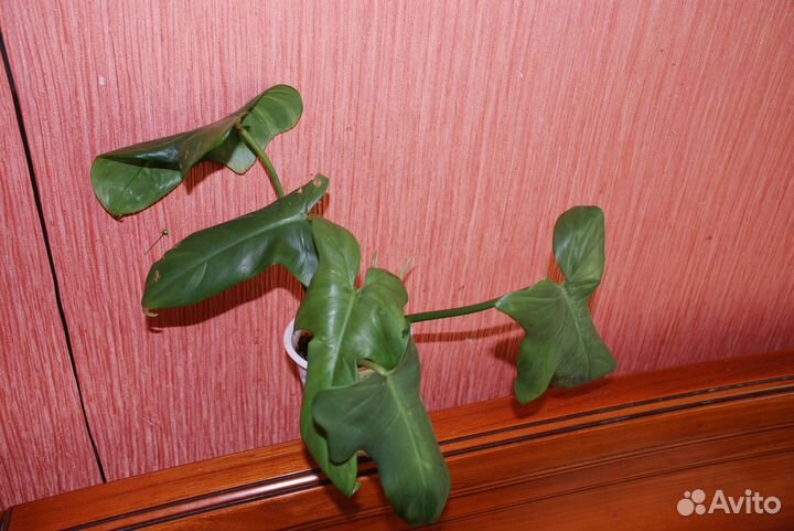 Комнатные сортовые цветы