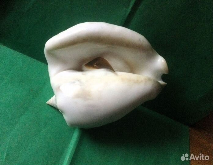 Морская раковина Strombus costatus, около 140 мм