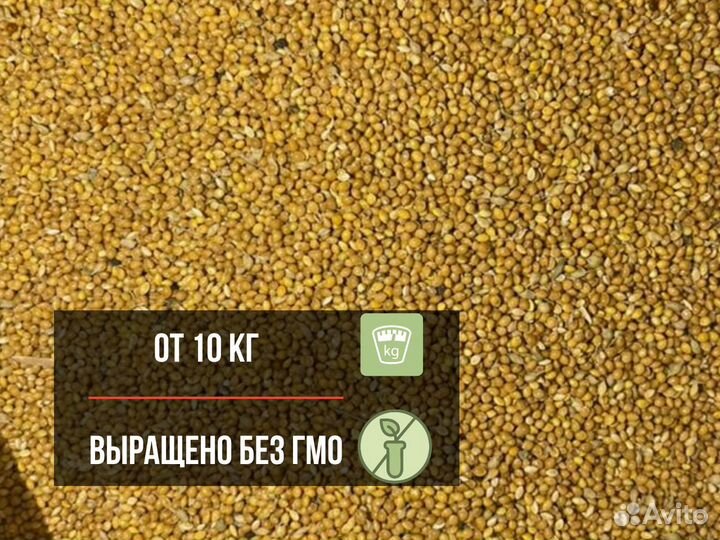 Желтое просо