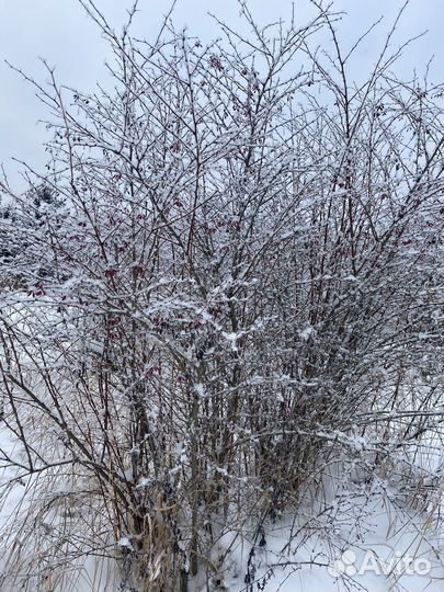 Барбарис Тунберга 