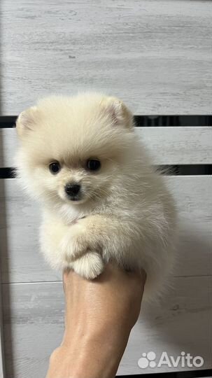 Щенки шпица