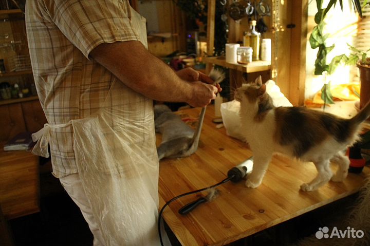 Стрижка кошек, котов на дому. Все районы города