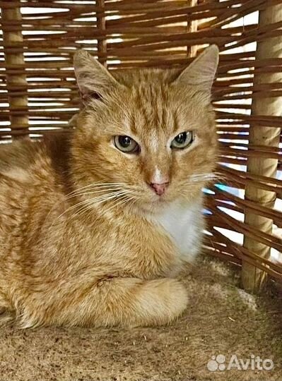 Коты в добрые руки