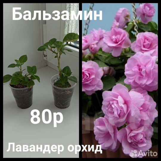 Цветущие цветы