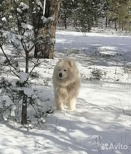 Самоед, вязка