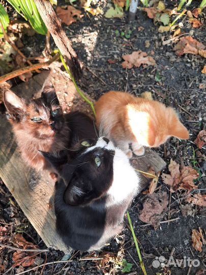 Котята в добрые руки