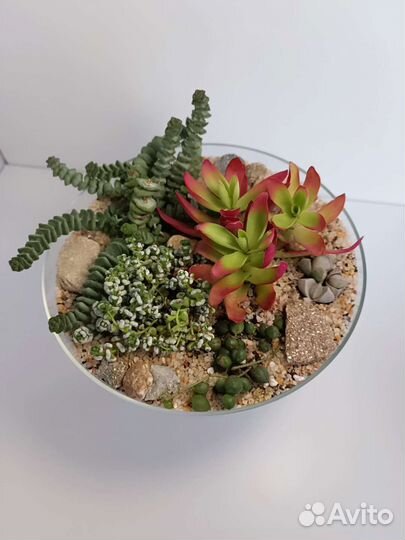 Флорариум суккуленты