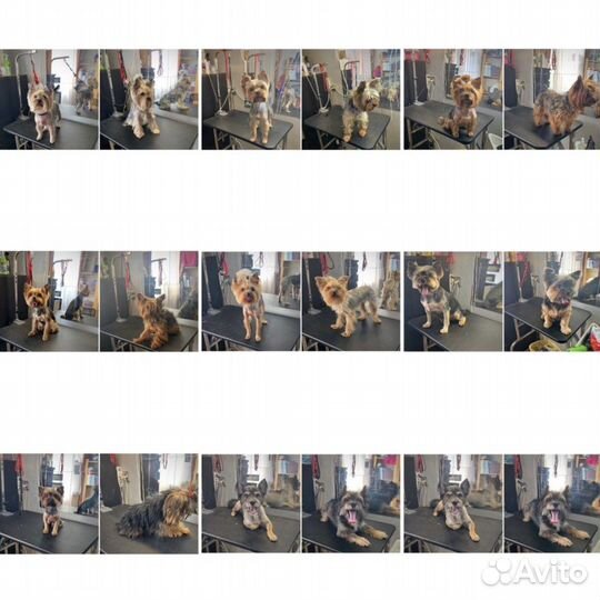 Груминг собак/кошек (стрижка/вычес/эксп-линька)