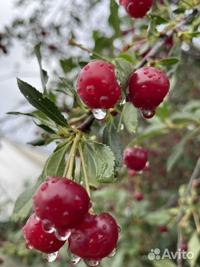 Вишня свежая