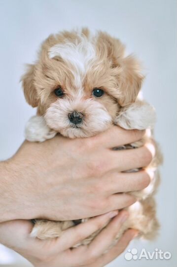 Мальтипу чудо крошки