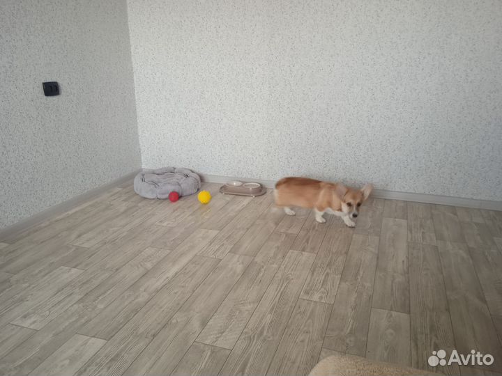 Корги щенок девочка