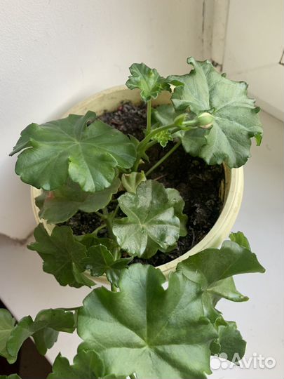 Пеларгония герань