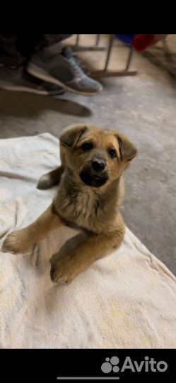 Рыжий щенок