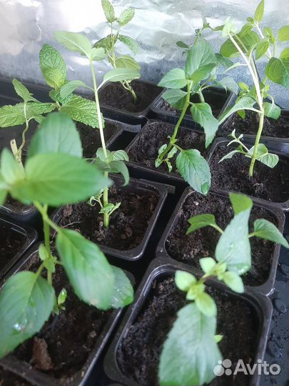 Рассада мяты