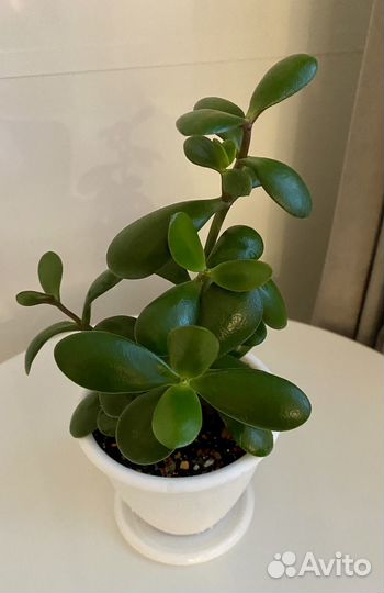 Толстянка, денежное дерево, крассула