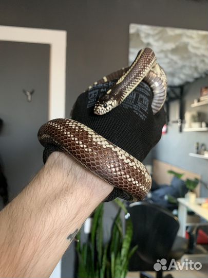 Калифорнийская змея