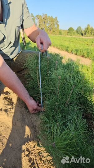 Саженцы сосны и ели окс от производителя