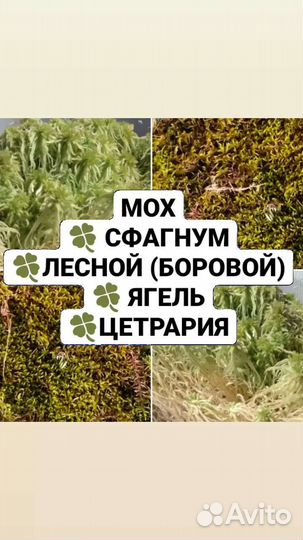 Сфагнум, Лесной (боровой) мох, Цетрария