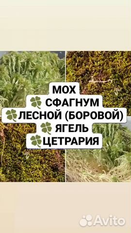 Сфагнум, Лесной (боровой) мох, Цетрария