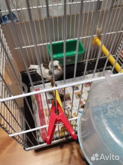 Кенор овсяночного напева