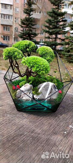 Флорариум моссариум подарок